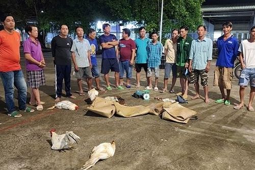 Phá tụ điểm đá gà ăn tiền, tạm giữ 14 đối tượng
