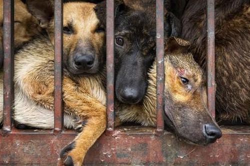 Nguy cơ sức khỏe cộng đồng từ thịt chó, mèo