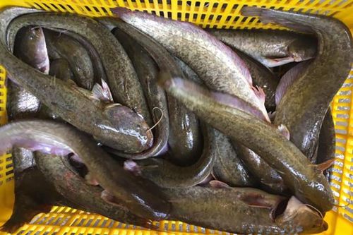 Loài cá dữ dằn từng bị chê, nay thành đặc sản