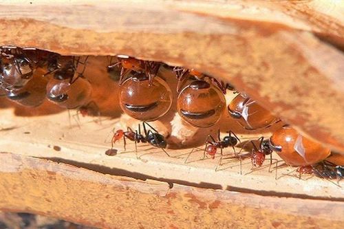 Kinh ngạc loài kiến 'nhồi nhét' đồng loại thành hũ mật sống