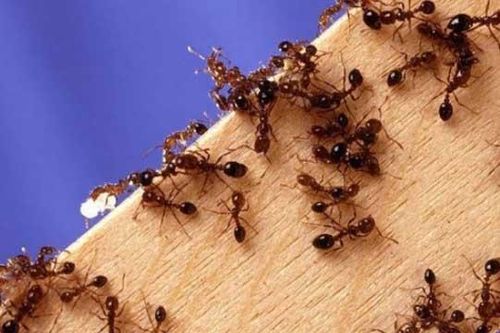 'Tất tần tật' các mẹo hay đuổi ruồi, muỗi, kiến, gián ra khỏi nhà bằng những nguyên liệu giá rẻ như cho