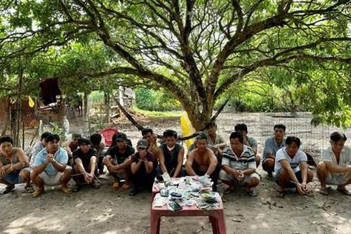 Đột kích tụ điểm đá gà qua mạng núp trong vườn nhãn