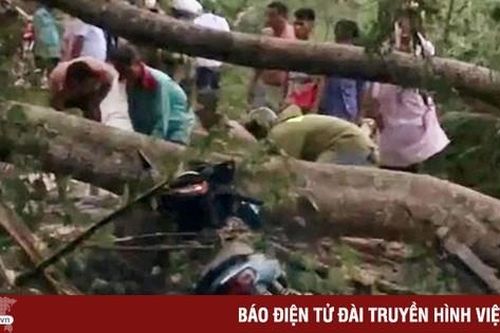 Cây bật gốc đè 2 bà cháu tử vong