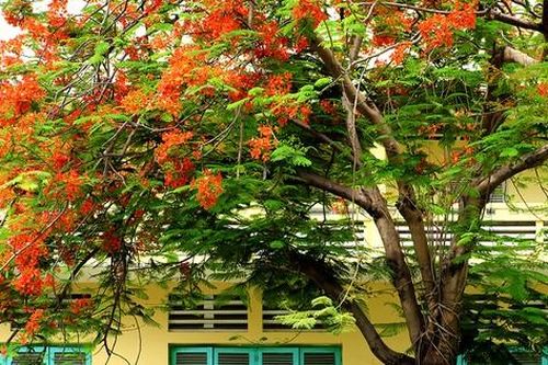 Thương về trường xưa