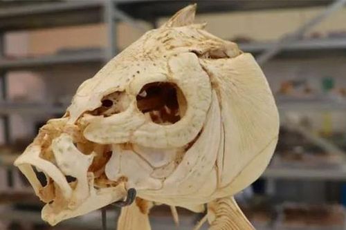 Bằng chứng giật mình hé lộ thời điểm con người biết nấu ăn