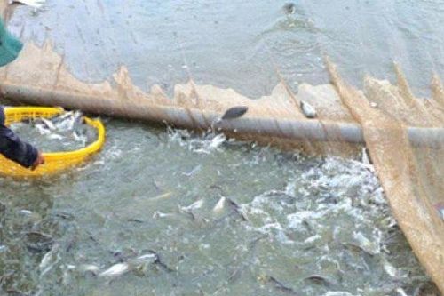 Loài cá ở Việt Nam có tên đáng sợ, trước giá rẻ nay bán 240.000 đồng/kg thành đặc sản ở thành phố