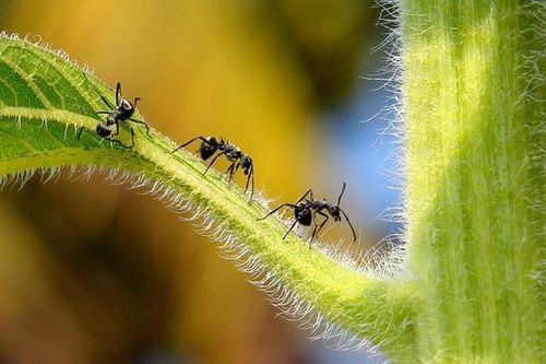 Loài kiến cũng có thể sản xuất 'sữa'