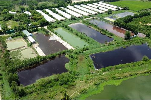 Xử phạt 32 cơ sở chăn nuôi vi phạm về môi trường