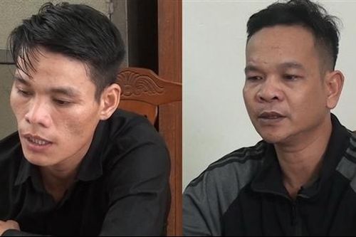 Dùng ôtô 'đi săn' 54 con bò của người dân