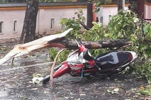 Liên tiếp các vụ cây gãy, đổ gây thương vong: Làm gì để phòng tránh?