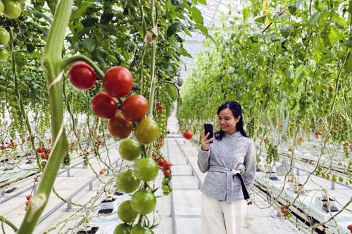 Điểm nhấn hấp dẫn cho du lịch nông nghiệp ở Nhật Bản