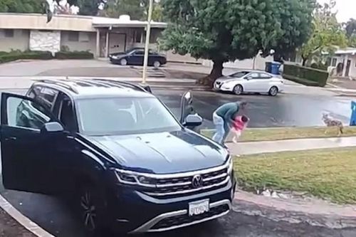 Bé gái 2 tuổi bị chó sói tấn công giữa ban ngày ở Mỹ