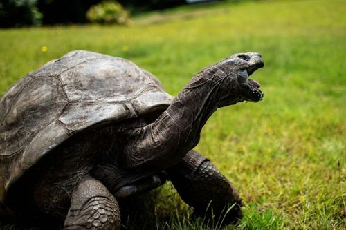 Rùa Jonathan trở thành động vật sống lâu nhất trên cạn, 190 tuổi vẫn giao phối tốt