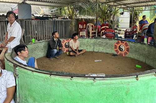 Bình Thuận: Triệt phá trường gà, bắt giữ 60 đối tượng