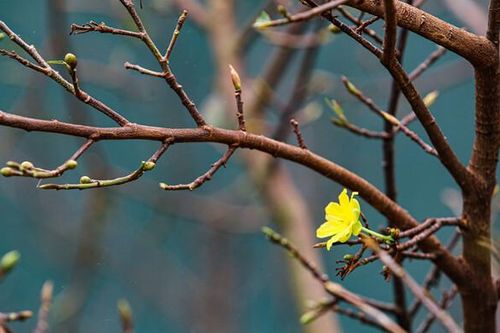 Hà Tĩnh: Thời tiết bất thường, người dân lo lắng mất nguồn thu từ cây hoa mai cảnh