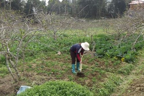 Bắc Hà phát triển tốt các loại rau ôn đới, rau trái vụ