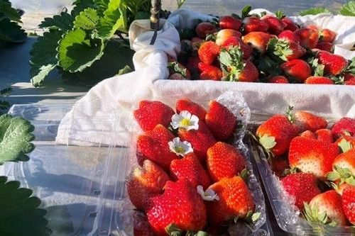 Dâu tây siêu VIP giá nửa triệu đồng/kg