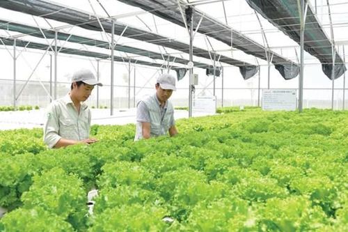 Xây dựng chuỗi cung ứng thực phẩm sạch