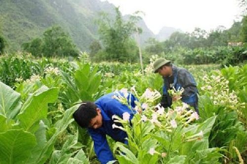Vinataba và hành trình 37 năm 'dệt niềm tin, xây khát vọng'