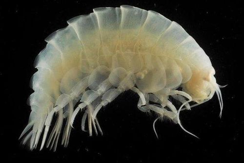 Sinh vật sống khỏe ở nơi áp suất ngang 48 máy bay phản lực