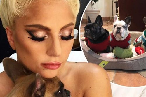 Kẻ trộm chó cưng của Lady Gaga bị kết án 21 năm tù