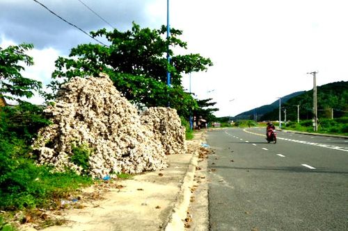 Vỏ sò chiếm hành lang đi bộ