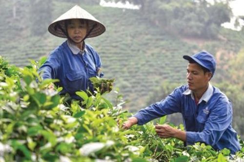 Trao đổi về sửa đổi luật HTX: Rắc rối với nhiều khái niệm thành viên HTX (Bài 3)