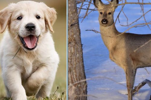 Chó cưng đi dạo, dắt về nhà một 'thần thú phương Đông'