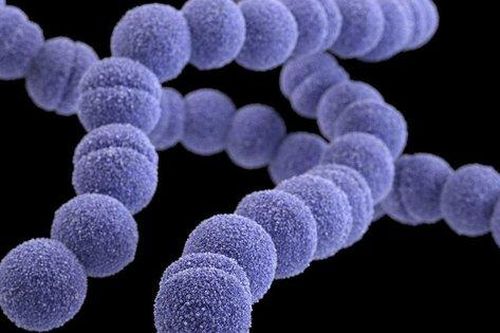 Liên cầu khuẩn nhóm A (Streptococcus) khiến 6 trẻ em ở Anh quốc thiệt mạng nguy hiểm thế nào?