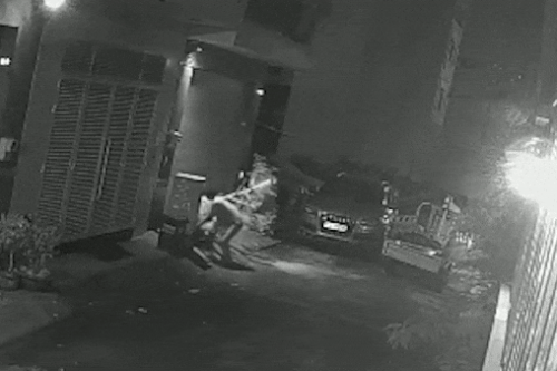 Nghi phạm khai lý do trộm mai kiểng ở TP.HCM
