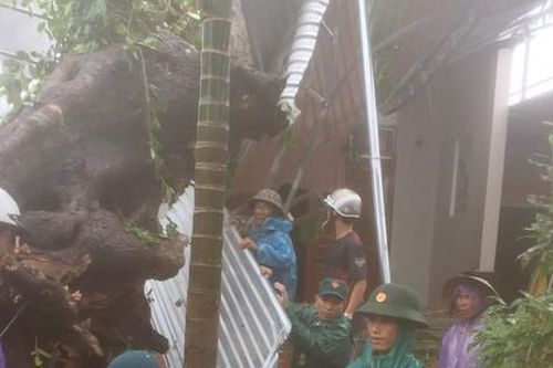 Quảng Ngãi: Cây đa cổ thụ gần 200 tuổi ngã đè lên nhà dân