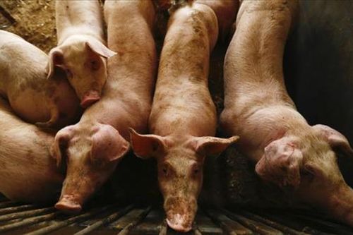 Thái Lan 'tuyên chiến' với thịt lợn nhập lậu