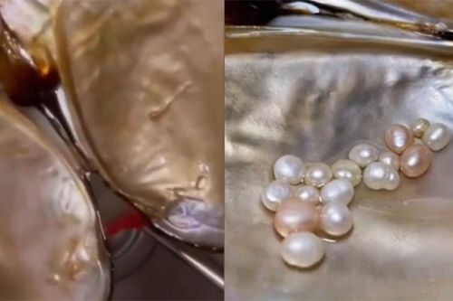 Nuôi một con ngao, người phụ nữ vớt được cả nắm ngọc khi dọn bể