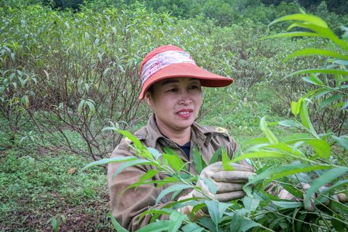 Trời rét đậm, người trồng đào ở Hà Tĩnh phấn khởi chờ ngày đếm tiền