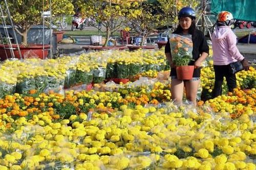 Thị trường hoa Tết Quý Mão 2023 dự báo tăng giá mạnh