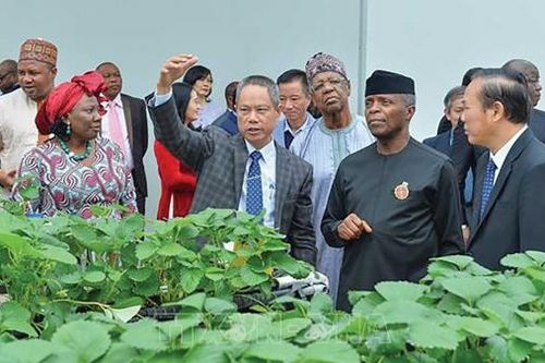 Thúc đẩy hợp tác Việt Nam-Nigeria tương xứng với tiềm năng