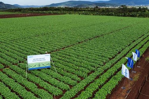Syngenta, PepsiCo mở rộng mô hình hợp tác trồng khoai tây bền vững ở Việt Nam