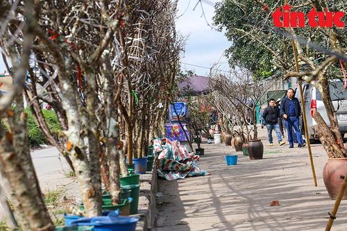 Hoa lê, hoa mận rừng xuống phố phục vụ người dân Thủ đô đón Tết sớm