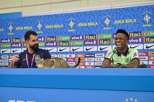 Mèo hoang bất ngờ xuất hiện, leo lên bàn họp báo của Brazil