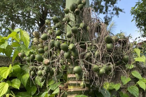 Ngày rằm nói chuyện trầu cau