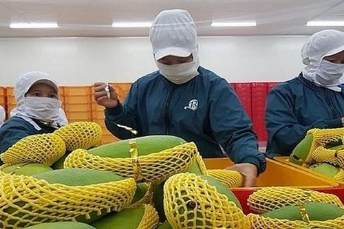 Doanh nghiệp gian dối sẽ bị hủy tư cách xuất khẩu
