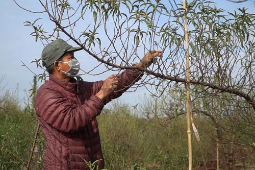 Làng đào Nhật Tân tất bật 'xuống lá' đón Tết
