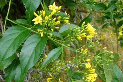 Hai học sinh ở Sơn La ăn nhầm lá ngón, một người tử vong
