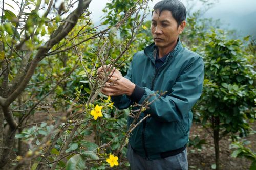 Hà Tĩnh: Hoa mai nở sớm khiến người trồng lo 'mất tết'