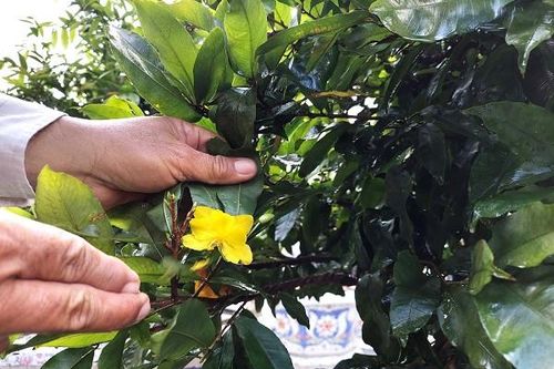 Mai vàng rục rịch vào vụ Tết, khách thuê đặt cọc sớm