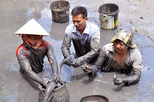 Loại cá quê trước có đầy ở ruộng, đem phơi khô thành đặc sản giá 400.000 đồng/kg
