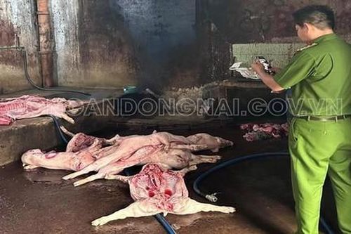 Đồng Nai: Cơ sở giết mổ gom heo chết, mắc bệnh tả lợn Châu Phi bán ra thị trường
