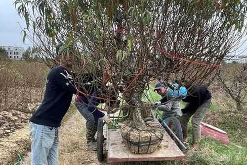 Ngày kiếm tiền triệu, nhân công làm đào Tết vẫn chê