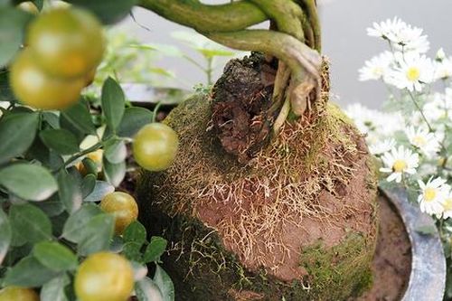 Quất mộc căn, xu hướng bonsai Tết 2023 lên ngôi