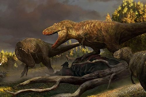 Hóa thạch 76,5 triệu năm tiết lộ tổ tiên 'máu mặt' của T-rex
